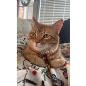 Image of Monty, Lost Cat
