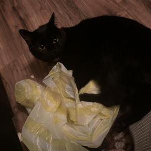 Image of Soot, Lost Cat