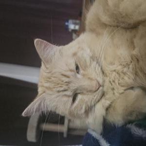Image of Roco, Lost Cat