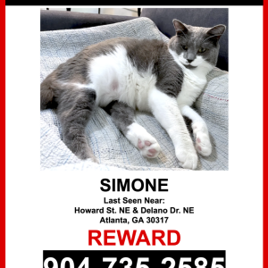 Image of Simone, Lost Cat