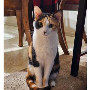Image of Dr. Marrie Purrie, Lost Cat