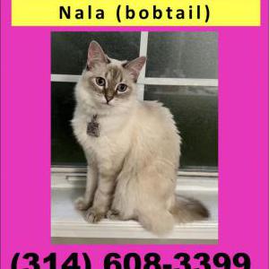 Lost Cat Nala