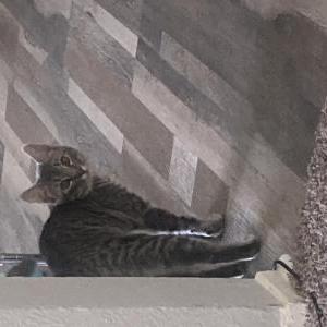 Image of Avey, Lost Cat