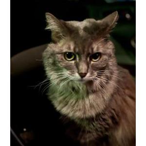 Lost Cat Sophia