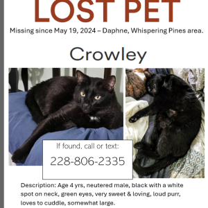 Lost Cat Crowley AKA Jake