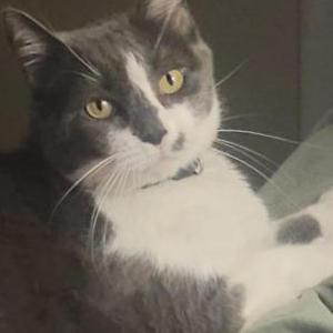 Image of Ditch, Lost Cat