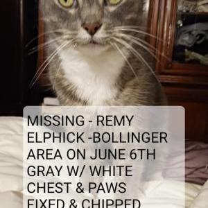 Image of REMY, Lost Cat
