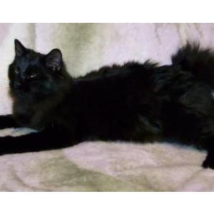 Image of inky, Lost Cat