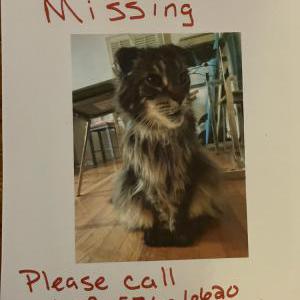 Lost Cat Gizmo