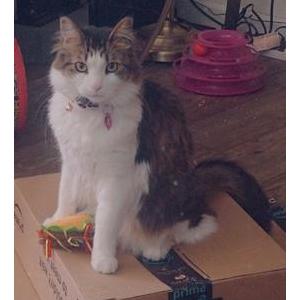 Image of Gianna, Lost Cat