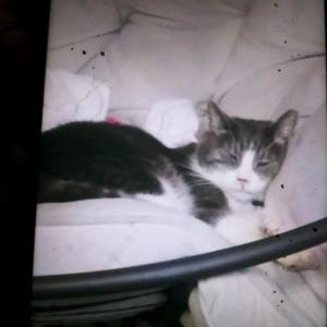 Image of Tommy, Lost Cat