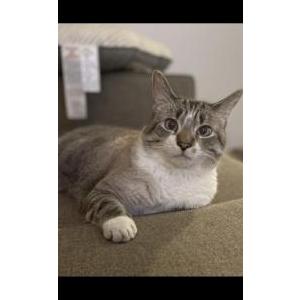 Image of Silas, Lost Cat