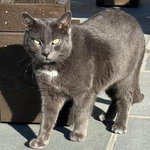 Image of Gray, Lost Cat
