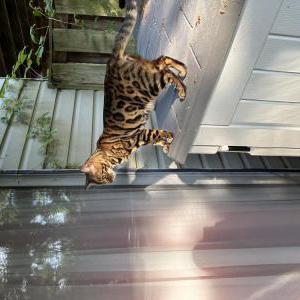 Found Cat Unknown bengal