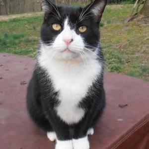 Image of Tuxedo, Lost Cat