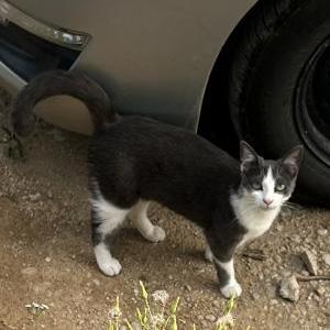 Image of Baba Yaga, Lost Cat
