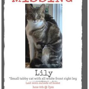 Lost Cat Lily
