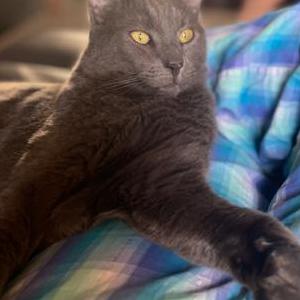 Image of Royal, Lost Cat