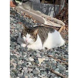 Image of Bunny, Lost Cat