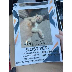 Image of Glow, Lost Cat