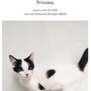 Lost Cat Princess