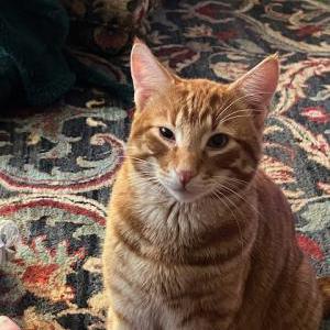 Image of Cheetoh, Lost Cat