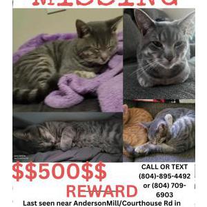 Image of Ashtray, Lost Cat