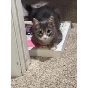 Lost Cat Ivey or unknown