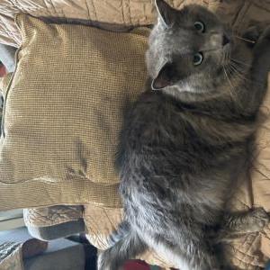 Image of Szary, Lost Cat