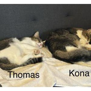 Lost Cat Kona and Thomas