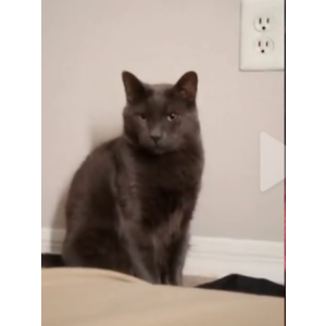 Lost Cat Dexter