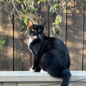 Lost Cat Wylie