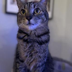 Image of BART, Lost Cat