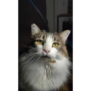 Image of Tia, Lost Cat