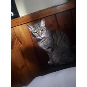 Image of Frenzy, Lost Cat