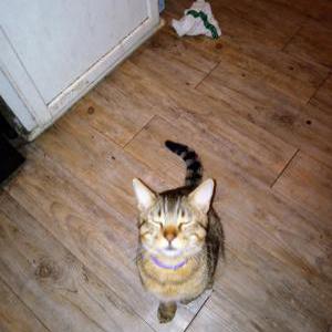 Image of Miyagi, Lost Cat