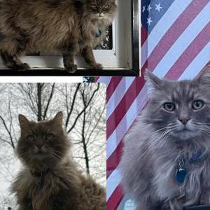 Image of Orry, Lost Cat