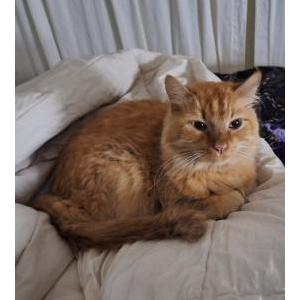 Image of Symba, Lost Cat