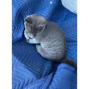 Image of Grey Kitty, Found Cat