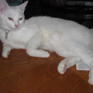 Image of Pandy, Lost Cat