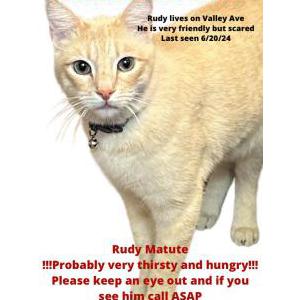 Image of Rudy, Lost Cat