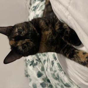 Image of Ember, Lost Cat
