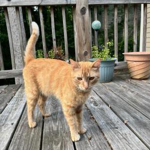 Image of Red, Lost Cat