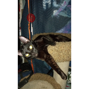 Image of Crown, Lost Cat