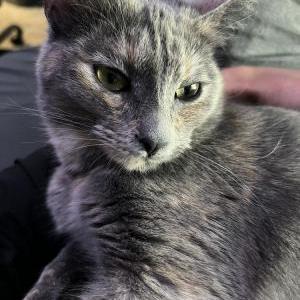 Image of Stormii, Lost Cat