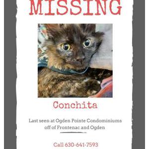 Lost Cat Conchita