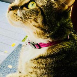 Image of Thea, Lost Cat