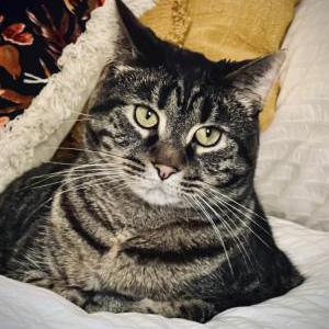 Lost Cat Bluebell