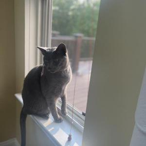 Image of Chandler, Lost Cat
