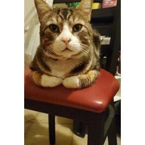 Lost Cat Misho